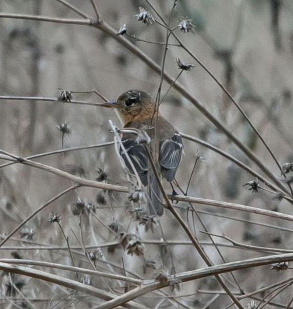 Buff-breasted Flycatcher - ML460463201