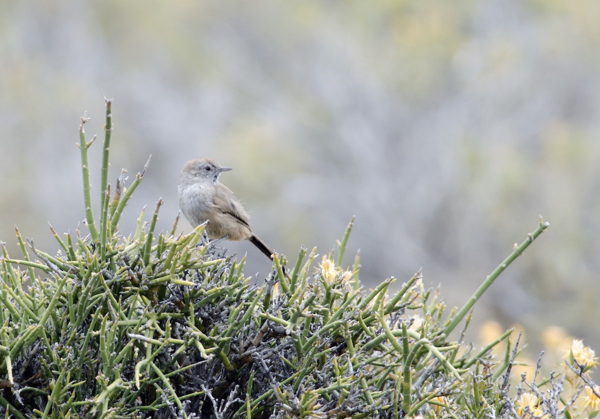 Patagonian Canastero - Joshua Vandermeulen