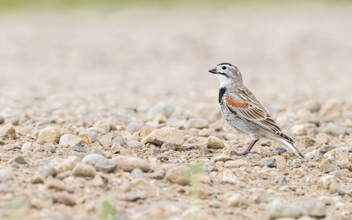 Thick-billed Longspur - Blair Dudeck