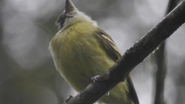 Yellow-olive Flatbill - ML460465191