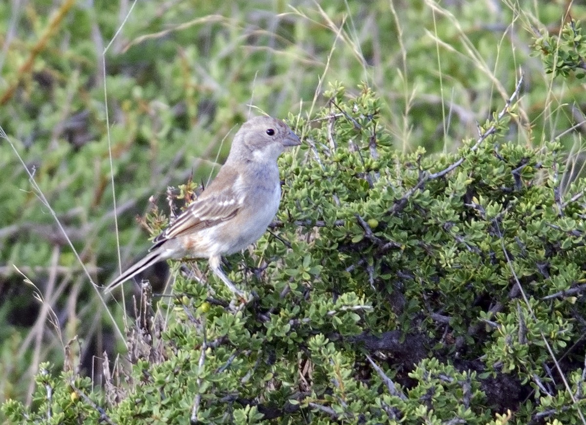 Diuca Finch - ML46046591