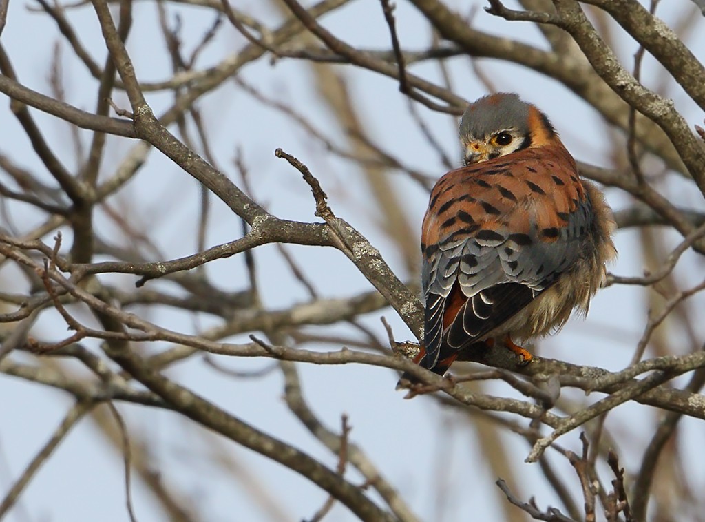 American Kestrel - ML46046611