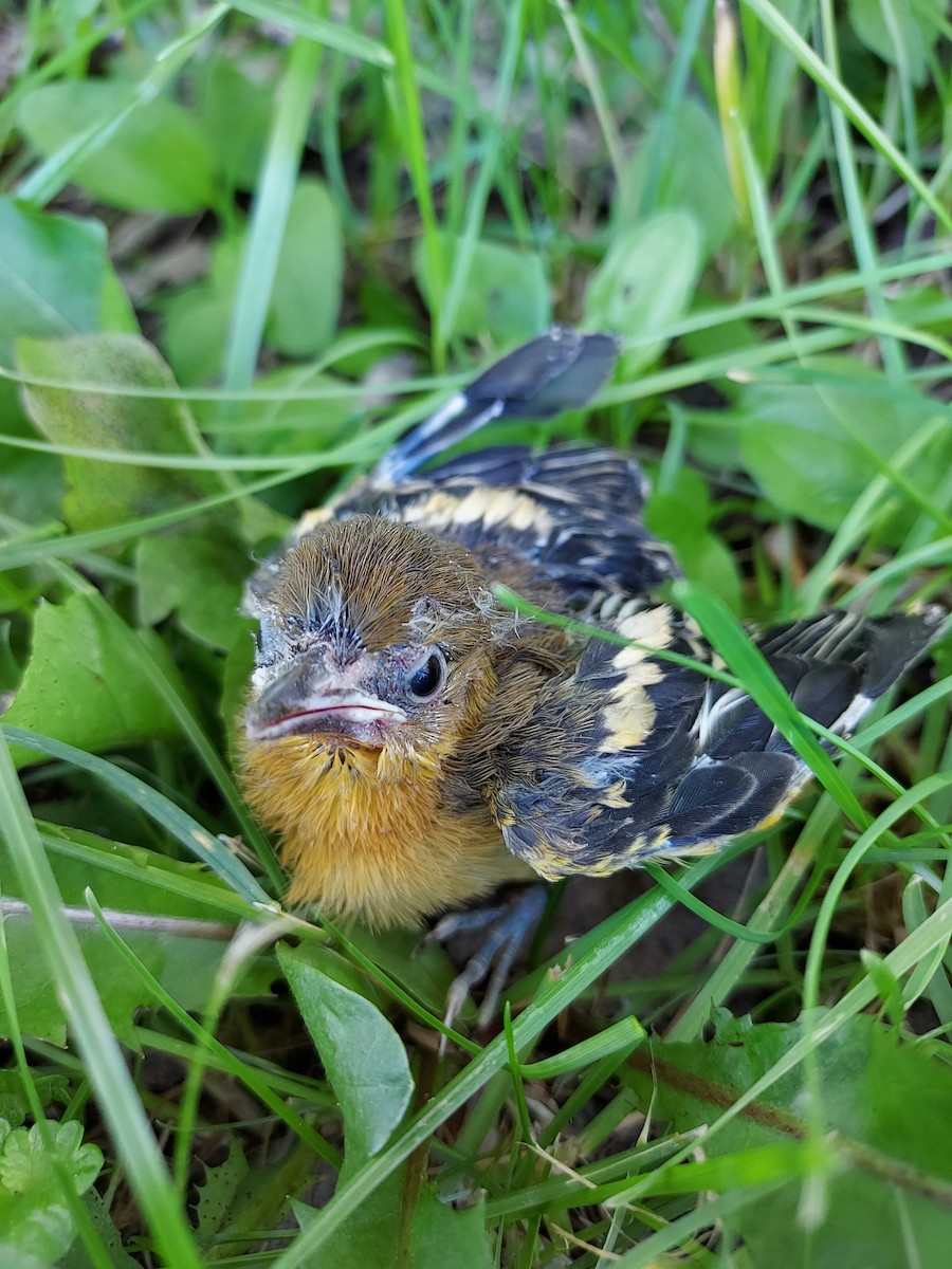 Baltimore Oriole - ML460466211