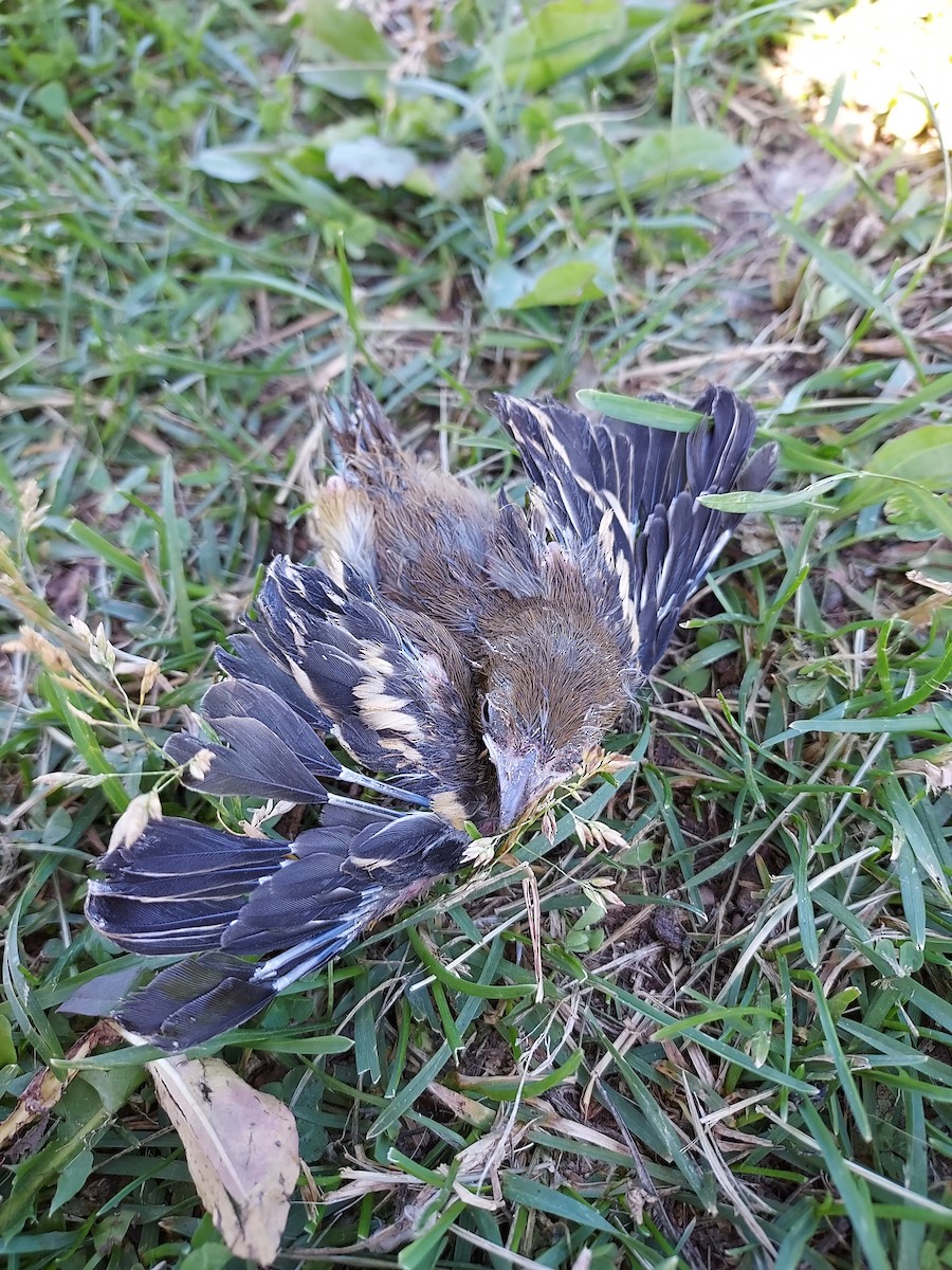 Baltimore Oriole - ML460466231