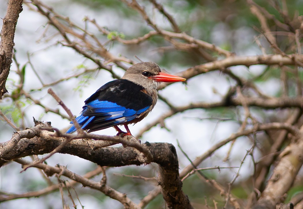 Gray-headed Kingfisher - ML460468191