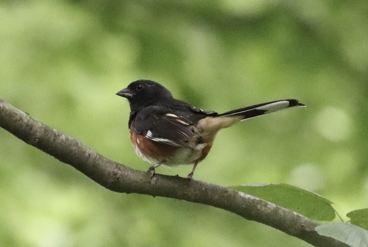 Eastern Towhee - ML460469091