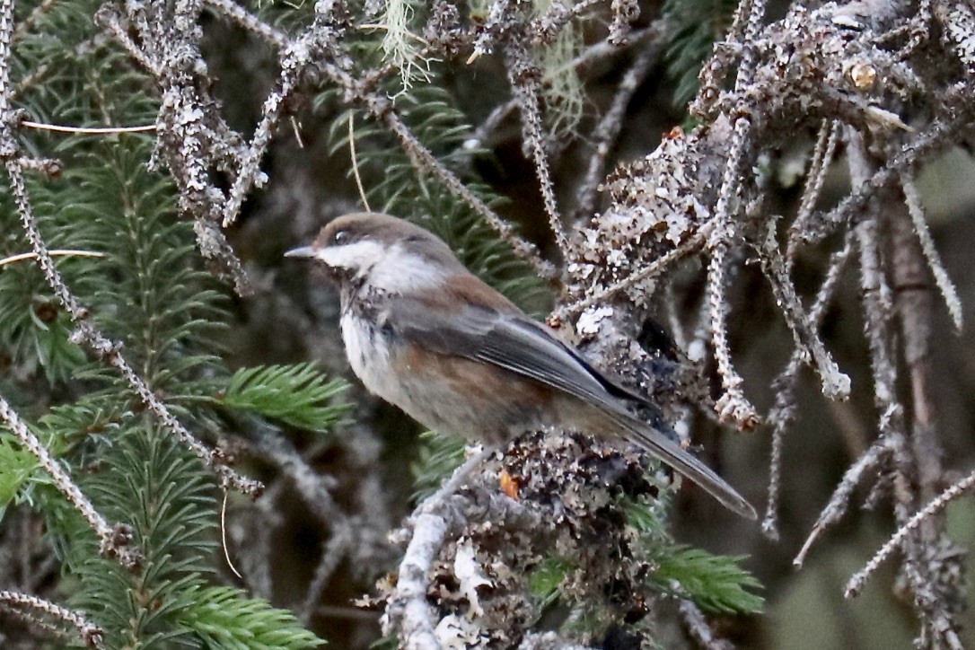 Chestnut-backed Chickadee - ML460470501