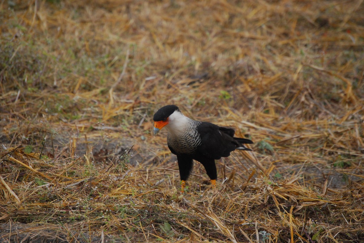 Crested Caracara - Agustin Carrasco