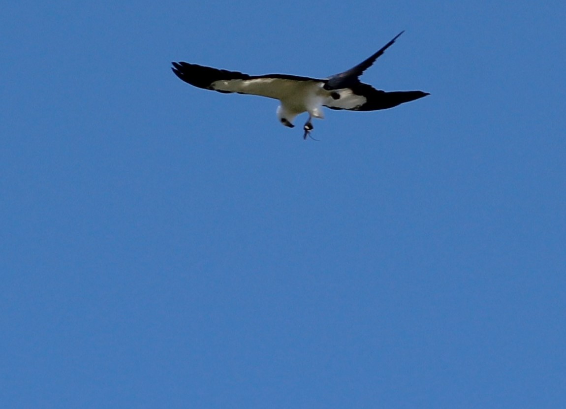 Swallow-tailed Kite - ML460475081