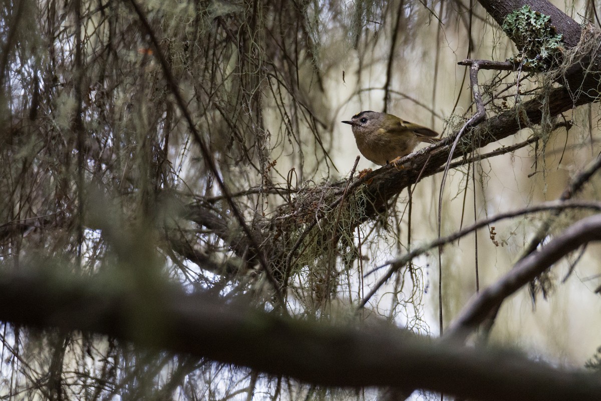 Goldcrest (Tenerife) - ML460476001