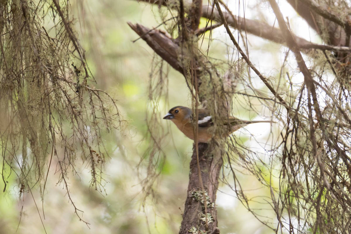 Canary Islands Chaffinch - Toni Pons