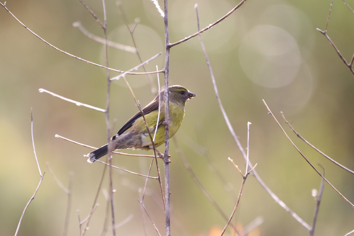 Cape Siskin - ML460476111