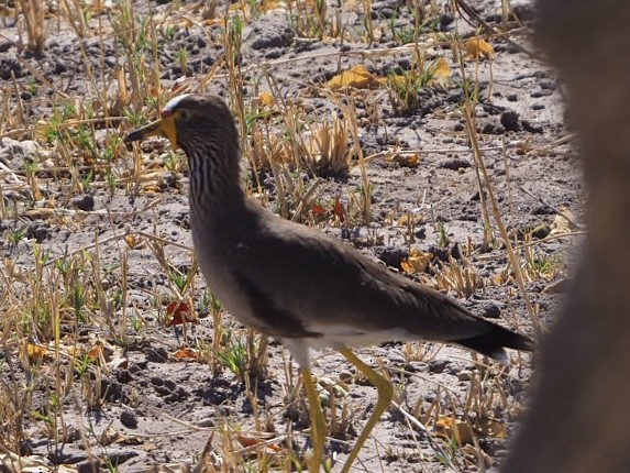 Wattled Lapwing - ML460476481