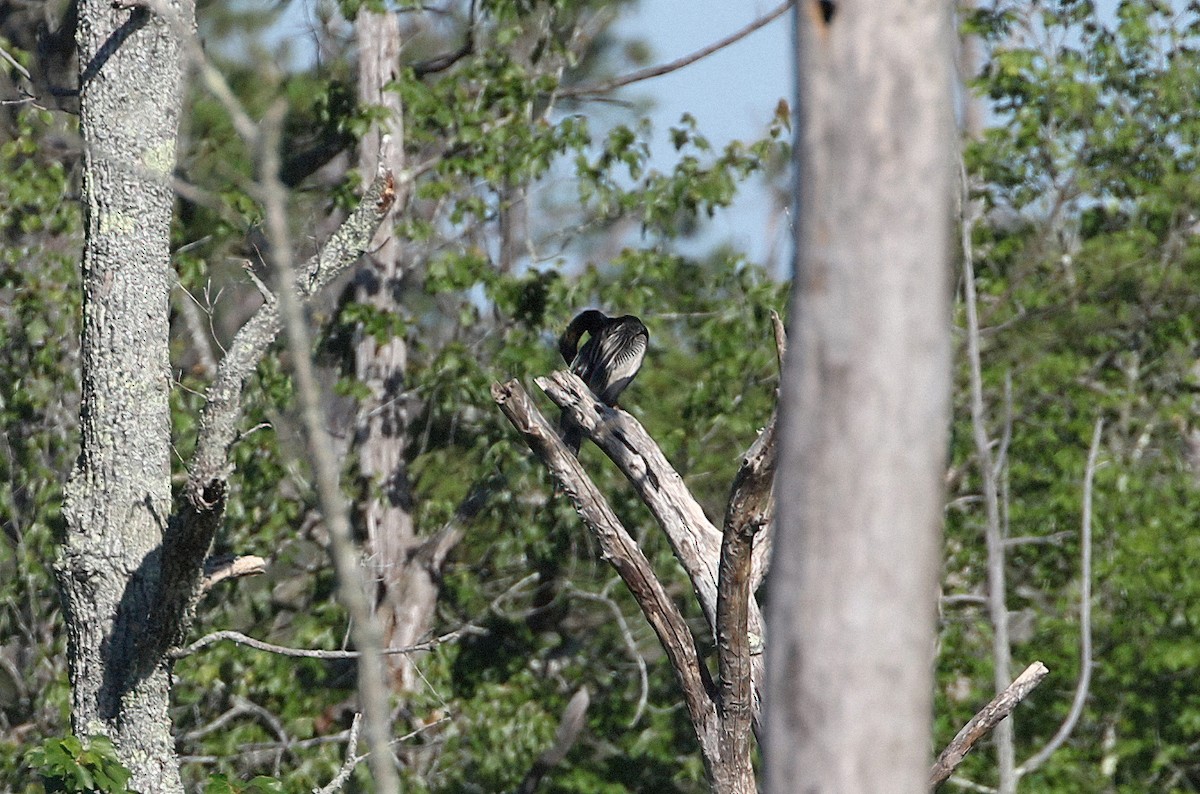 Anhinga d'Amérique - ML460478131