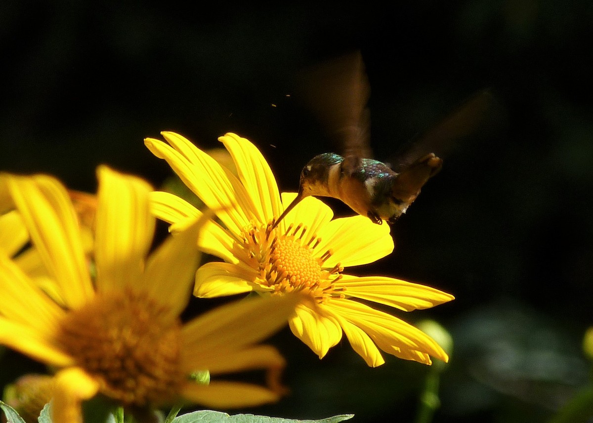 Colibri améthyste - ML460478461