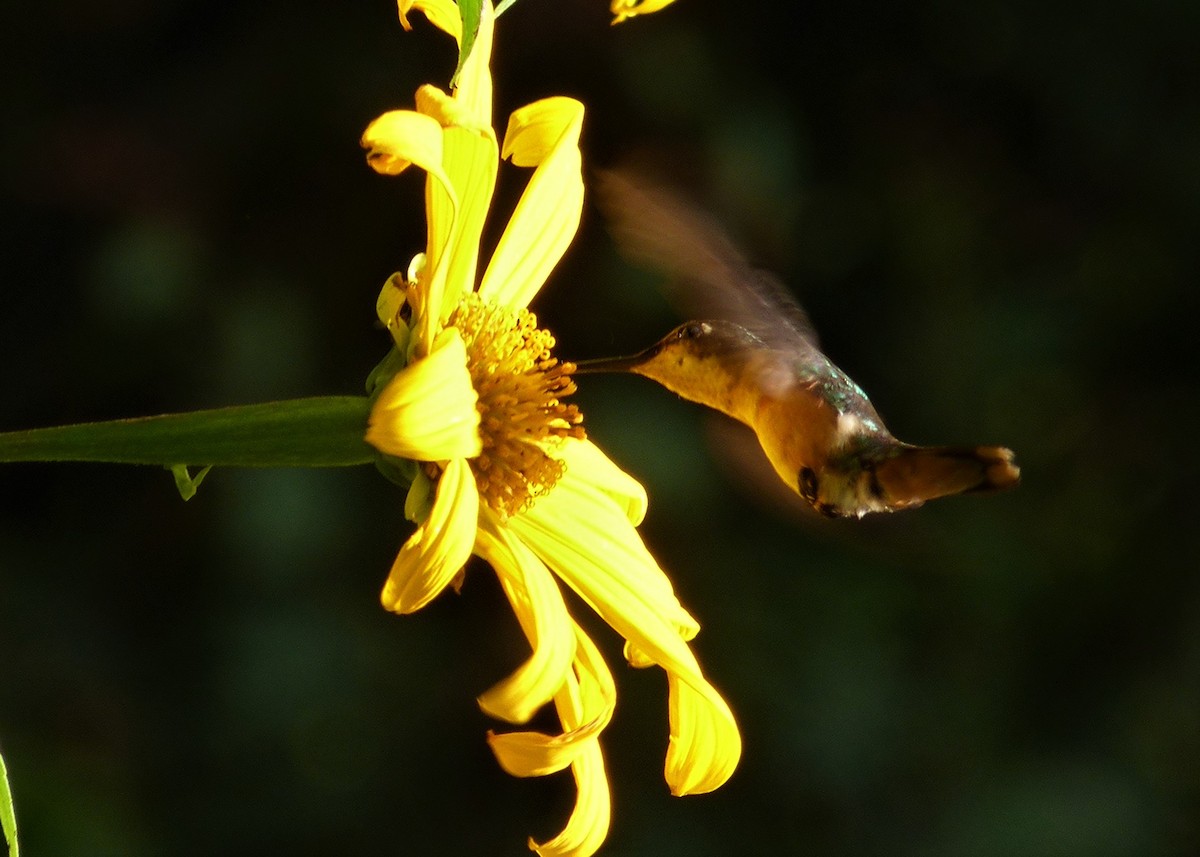 Colibrí Amatista - ML460478481