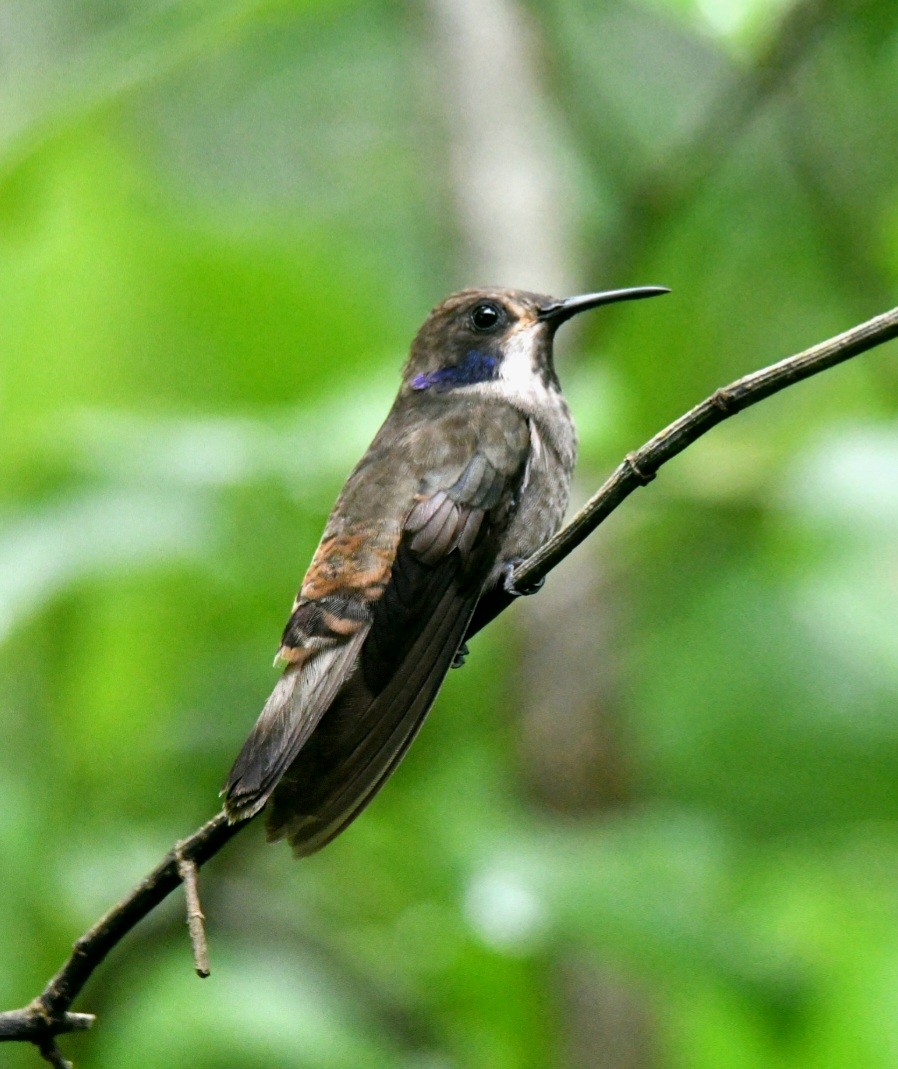 Brown Violetear - ML460478671