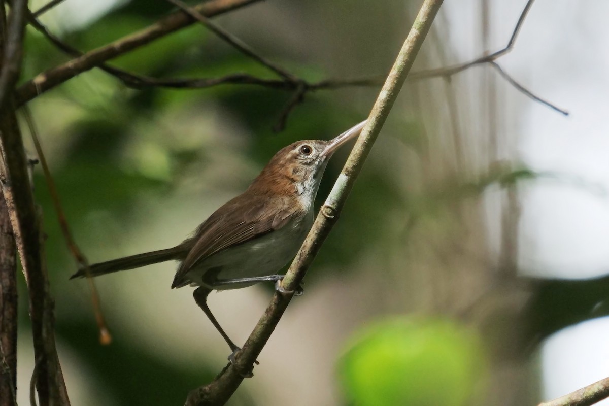 Long-billed Gnatwren - ML460479051