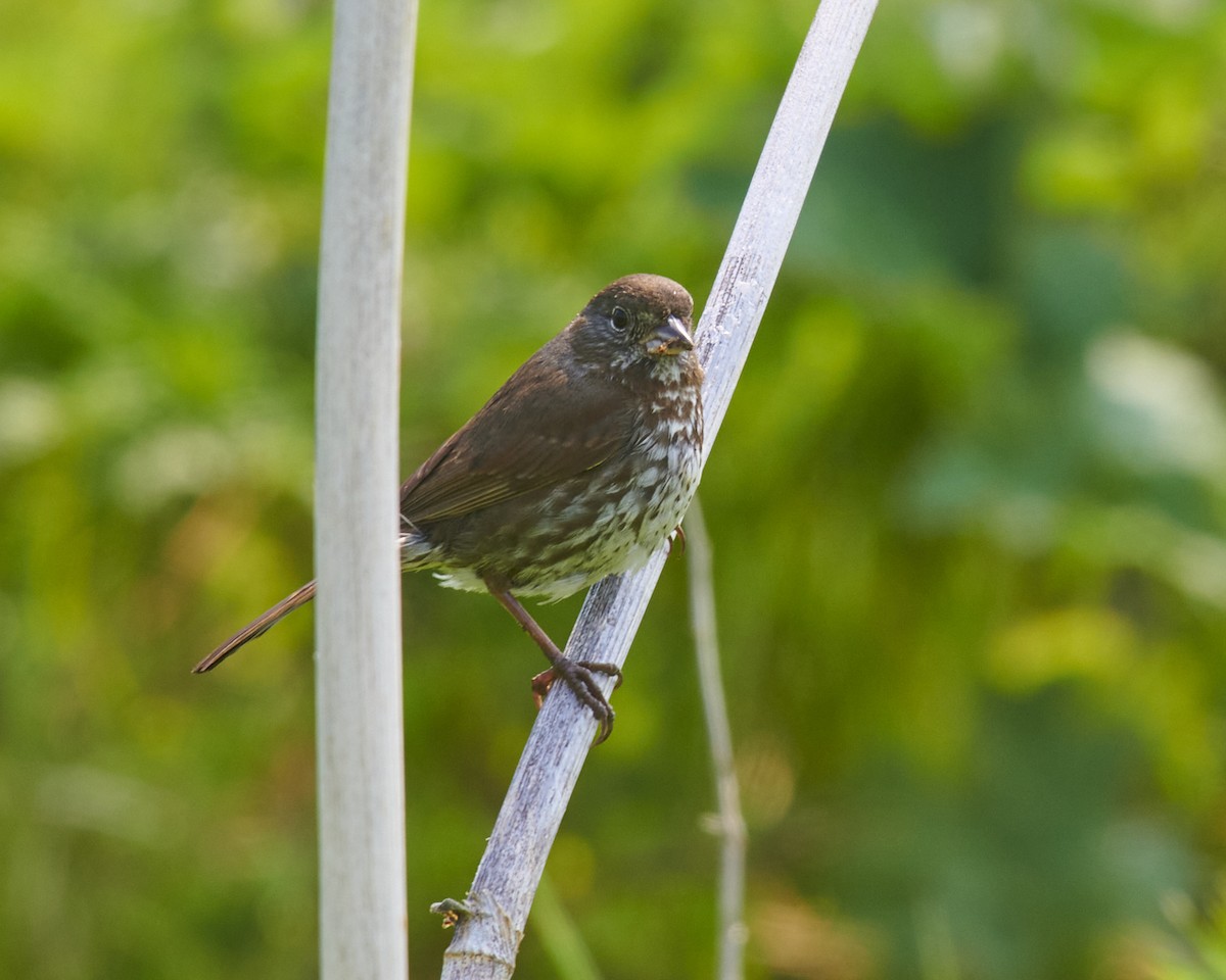 Fox Sparrow - Jerry Messinger