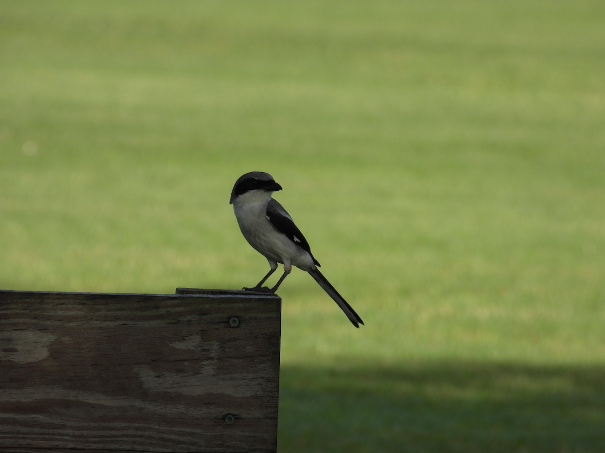 Pie-grièche migratrice - ML460481871