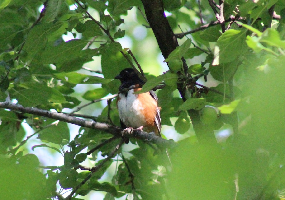 Eastern Towhee - Nicole Patenaude