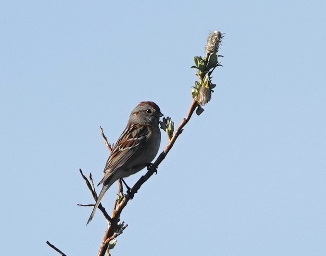 American Tree Sparrow - ML460482701