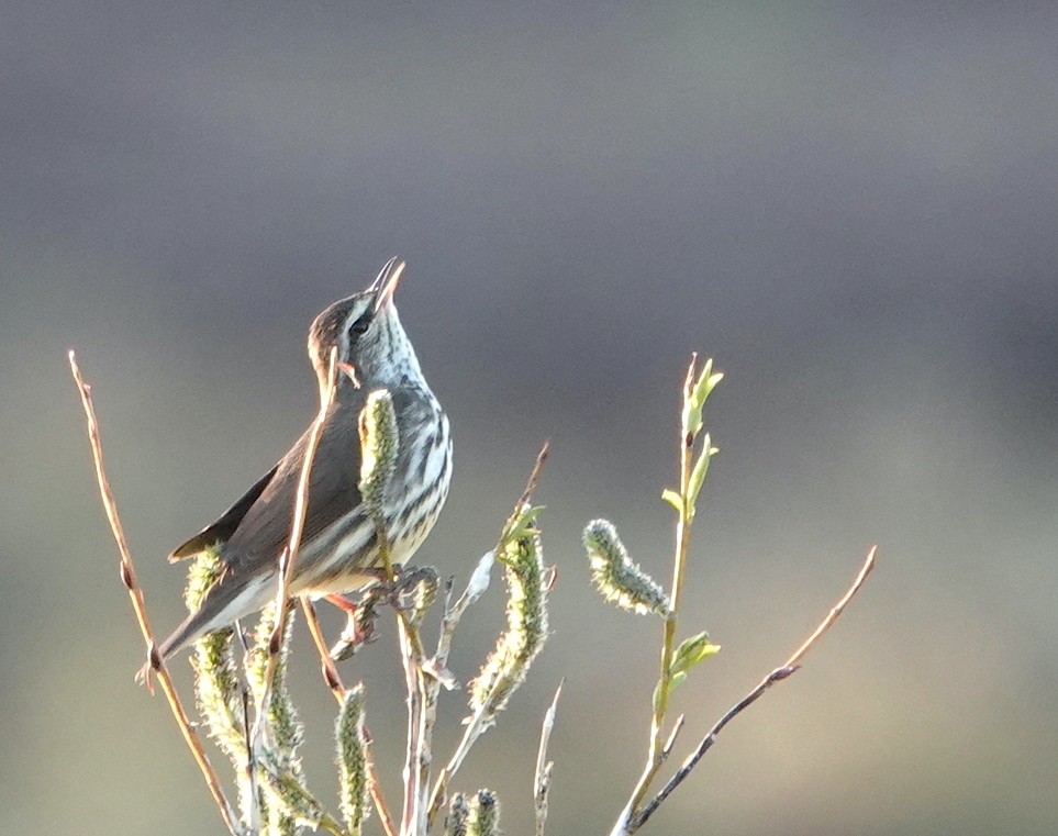 Northern Waterthrush - ML460482931