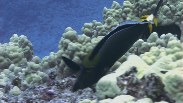 Barcheek unicornfish - ML460483