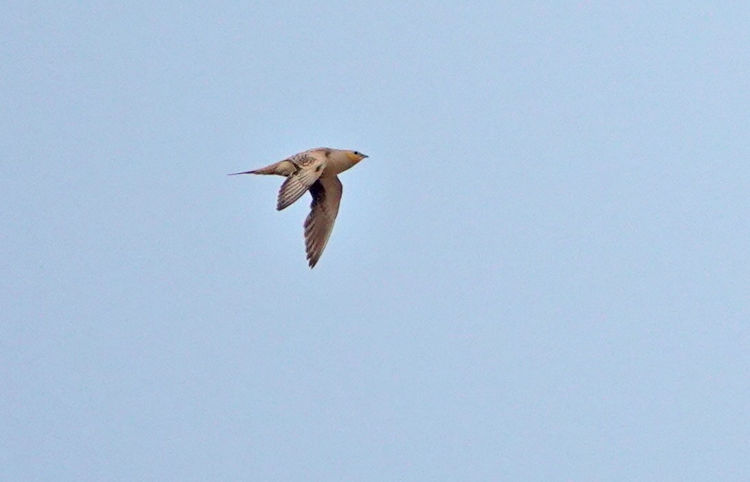 Spotted Sandgrouse - ML460483081