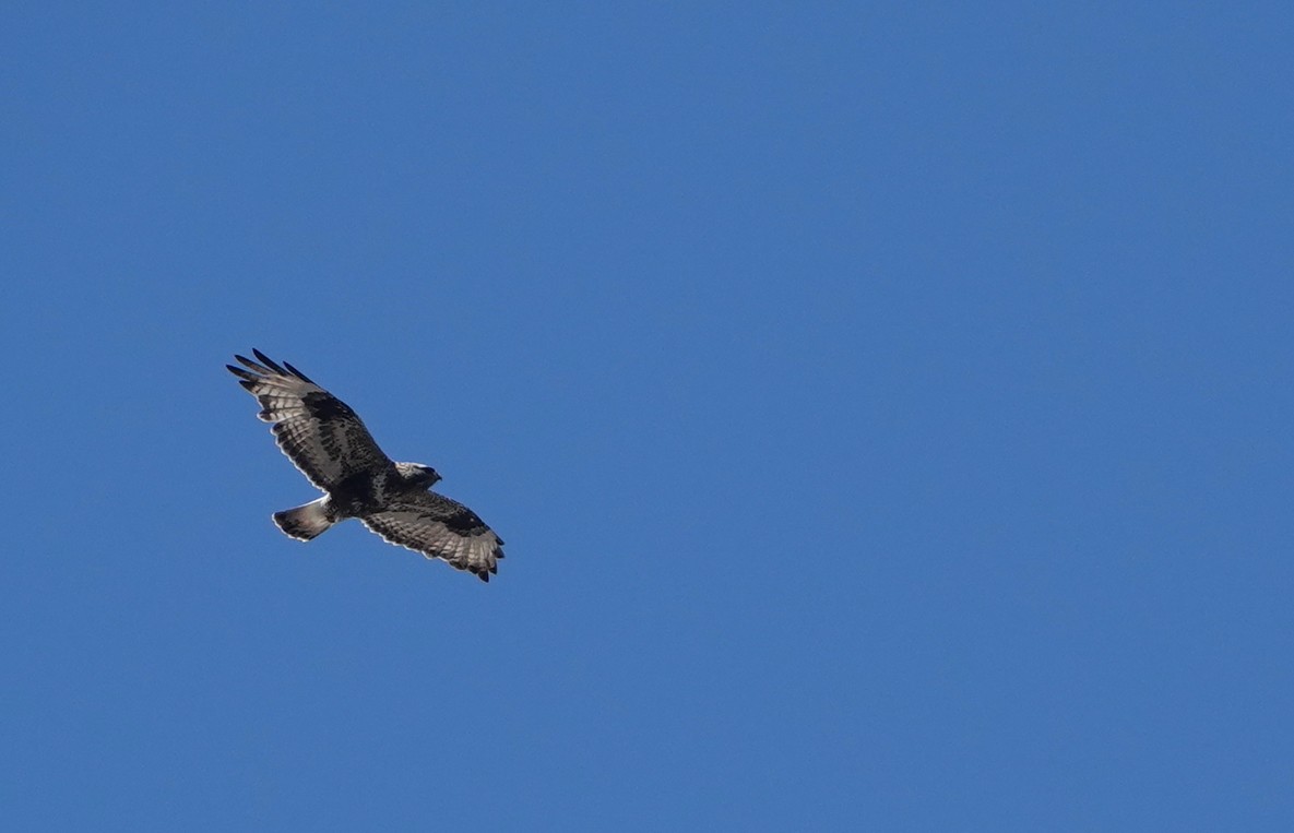 Rough-legged Hawk - ML460483401