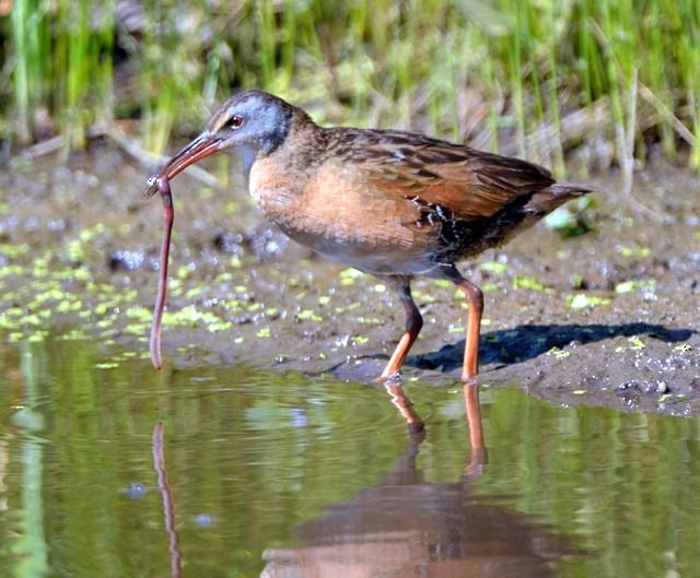 Virginia Rail - ML460484731