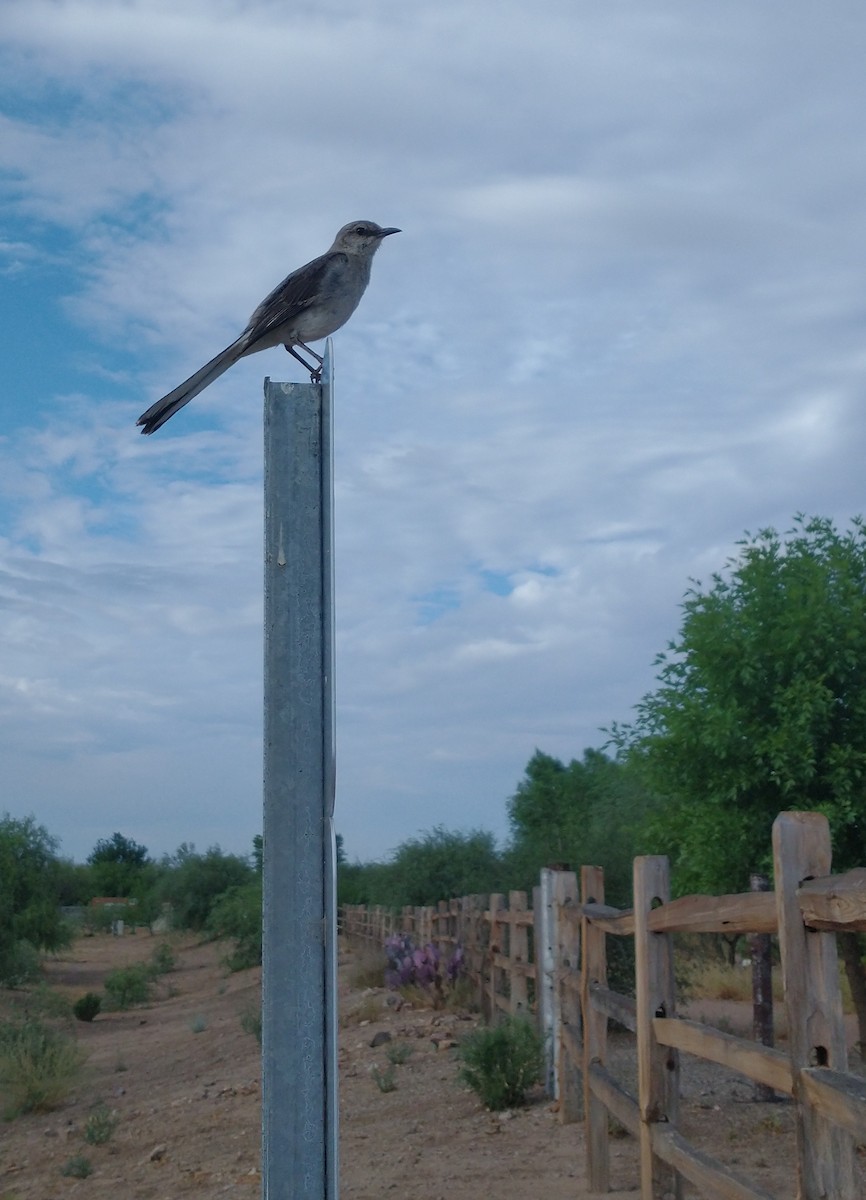 Northern Mockingbird - ML460484861