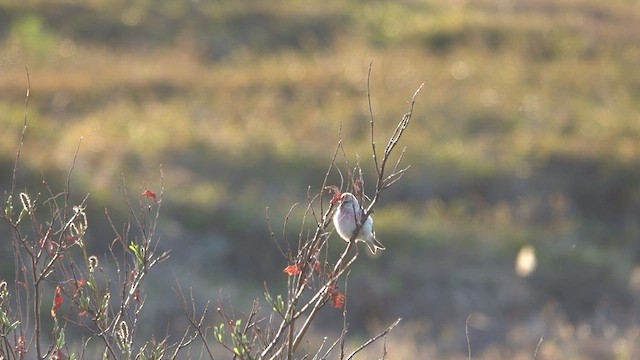 Redpoll (Hoary) - ML460485721