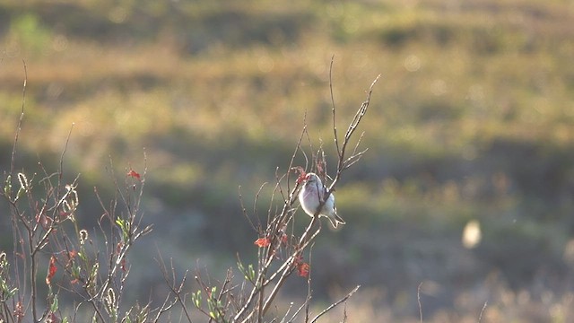 Hoary Redpoll - ML460485721