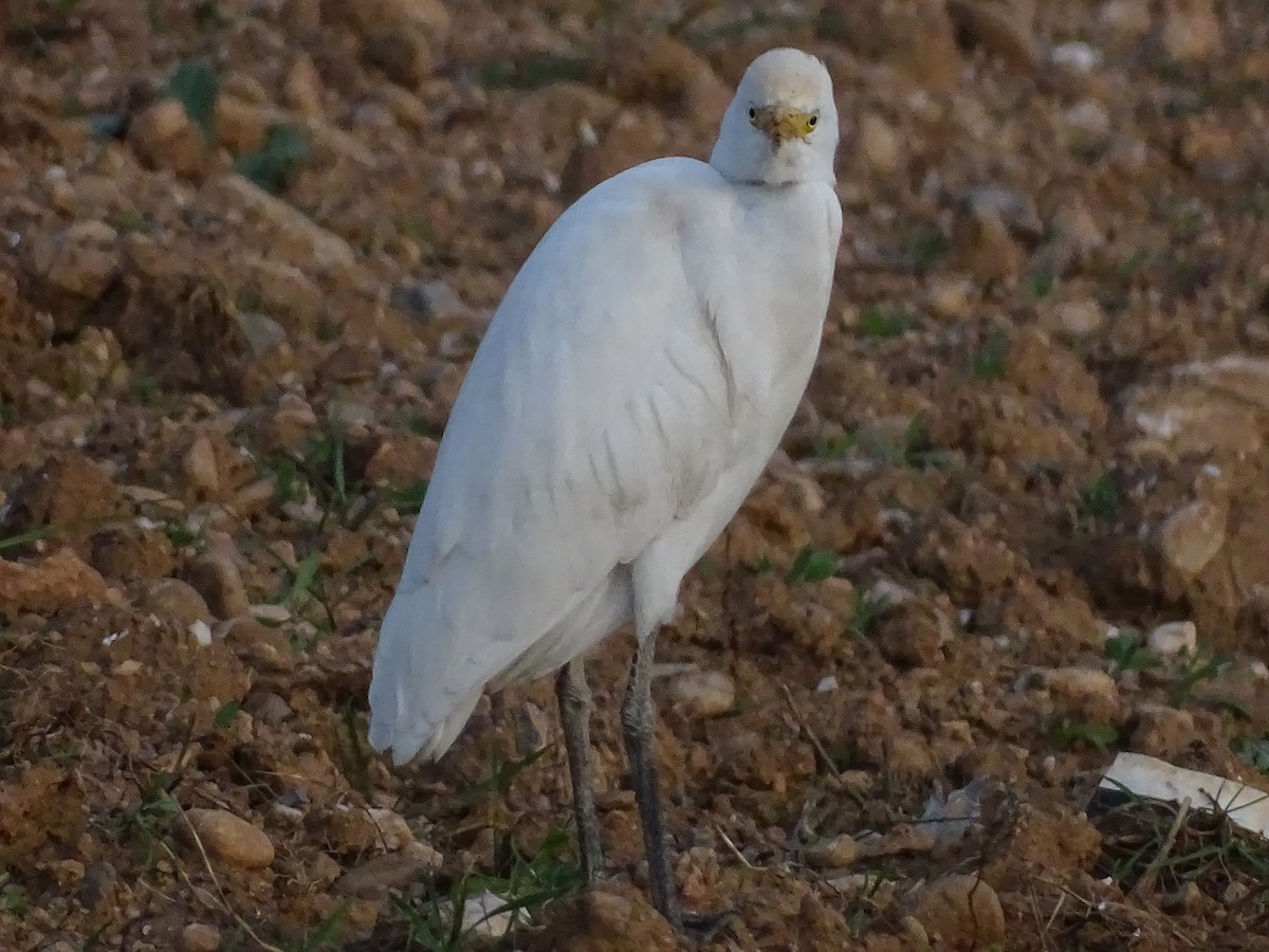 Western Cattle Egret - ML460485891