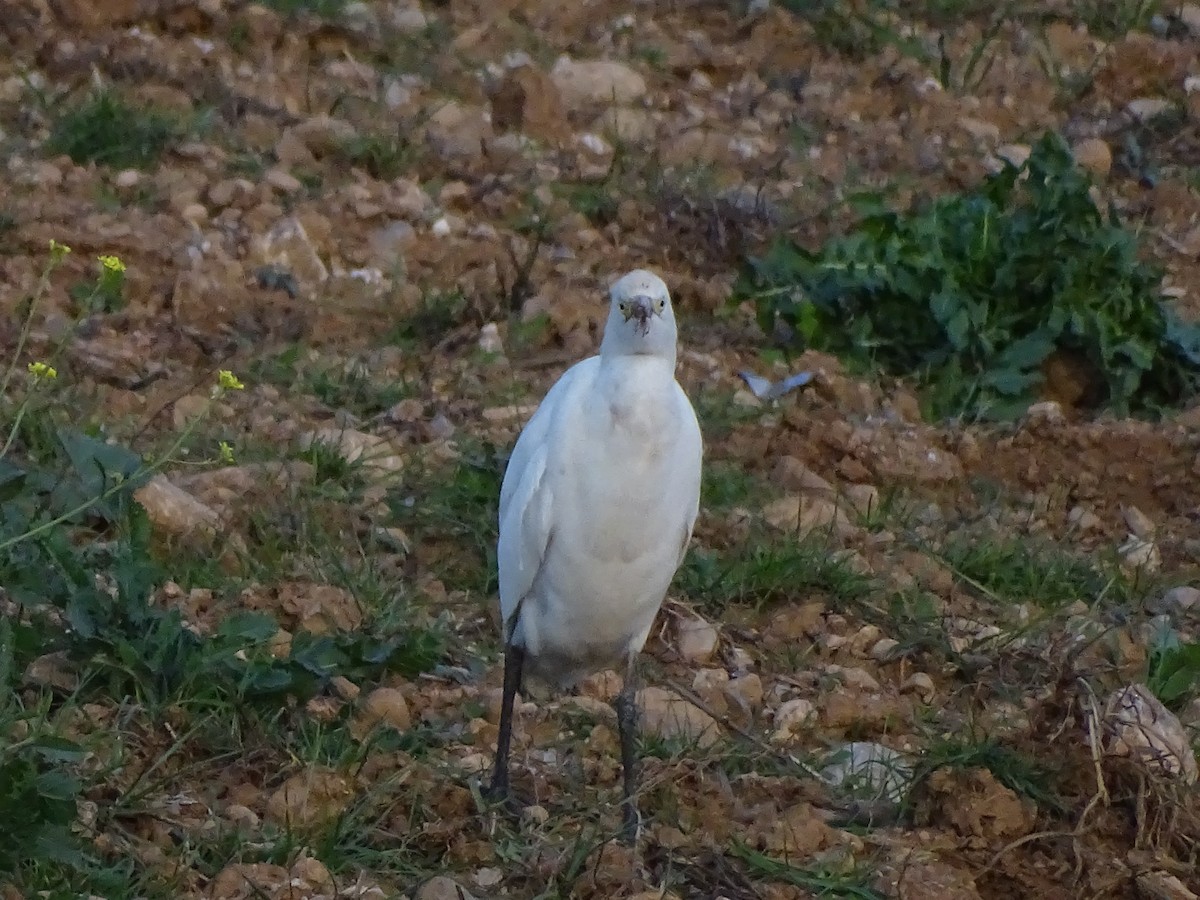 Western Cattle Egret - ML460485901