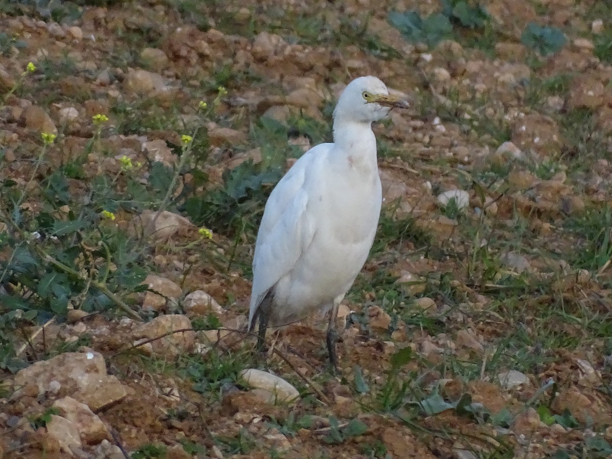 Western Cattle Egret - ML460485911