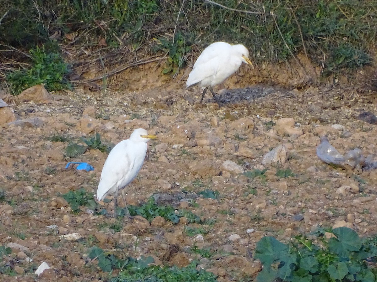 Western Cattle Egret - ML460485921