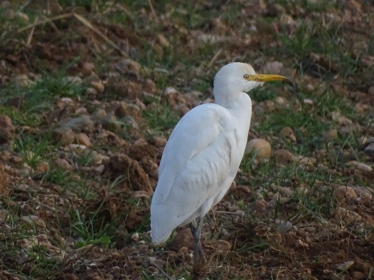 Western Cattle Egret - ML460485931