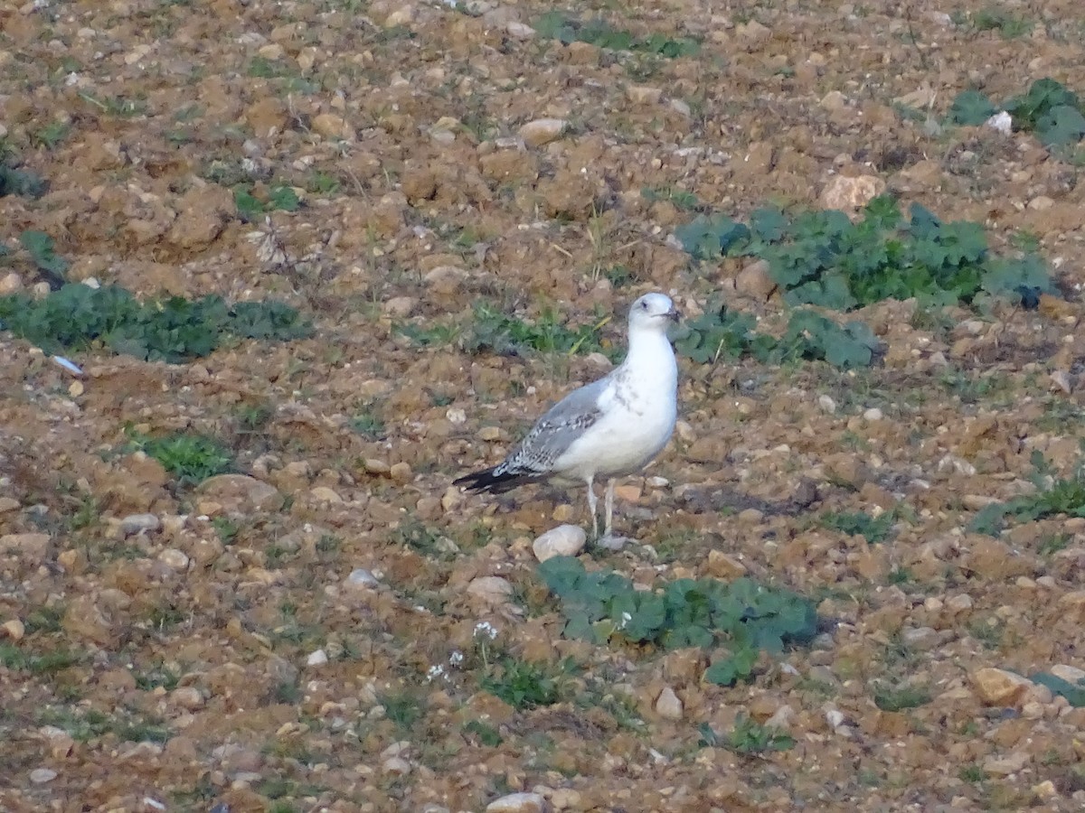 Yellow-legged Gull - ML460486001