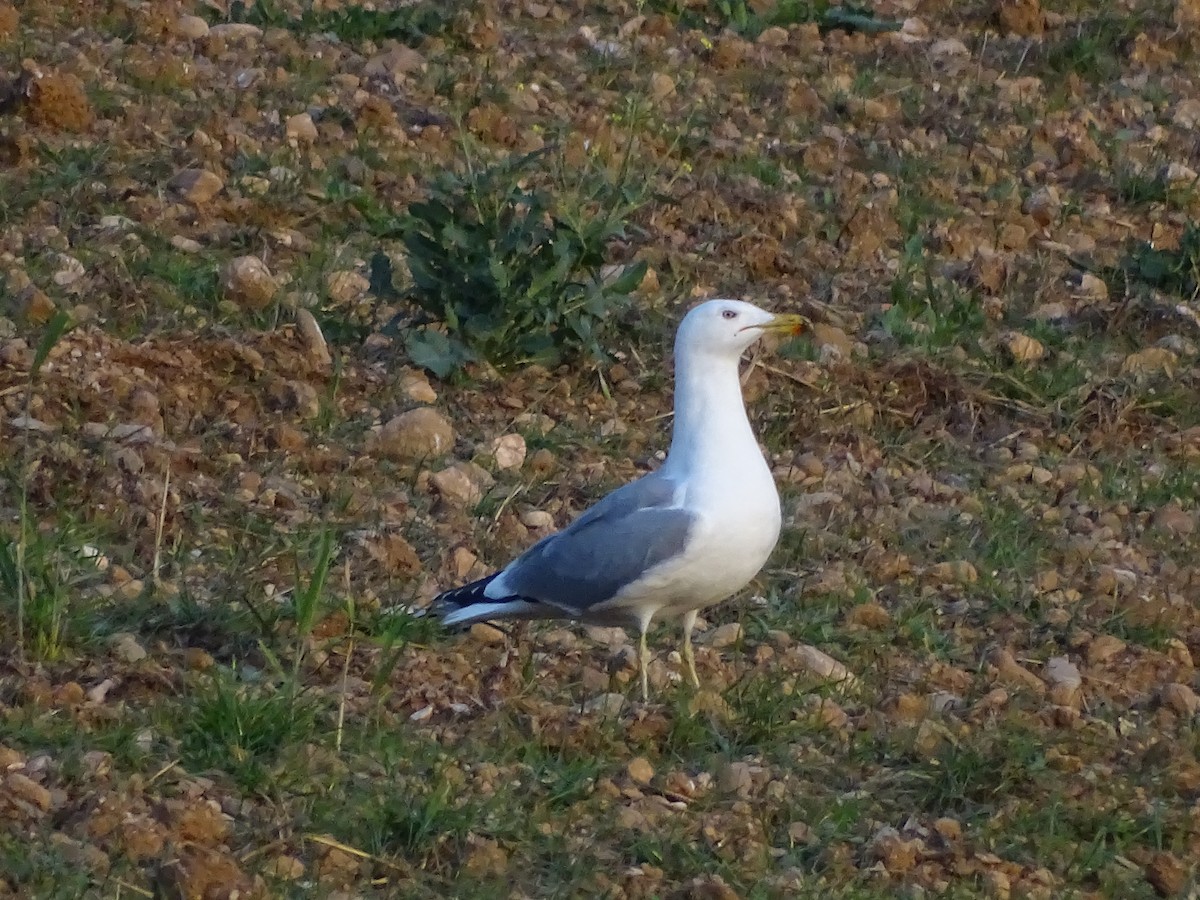 Yellow-legged Gull - ML460486011