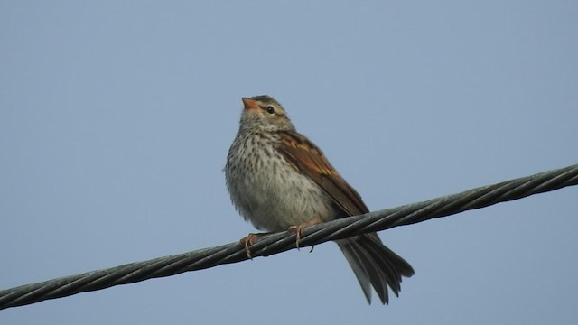Chipping Sparrow - ML460486611