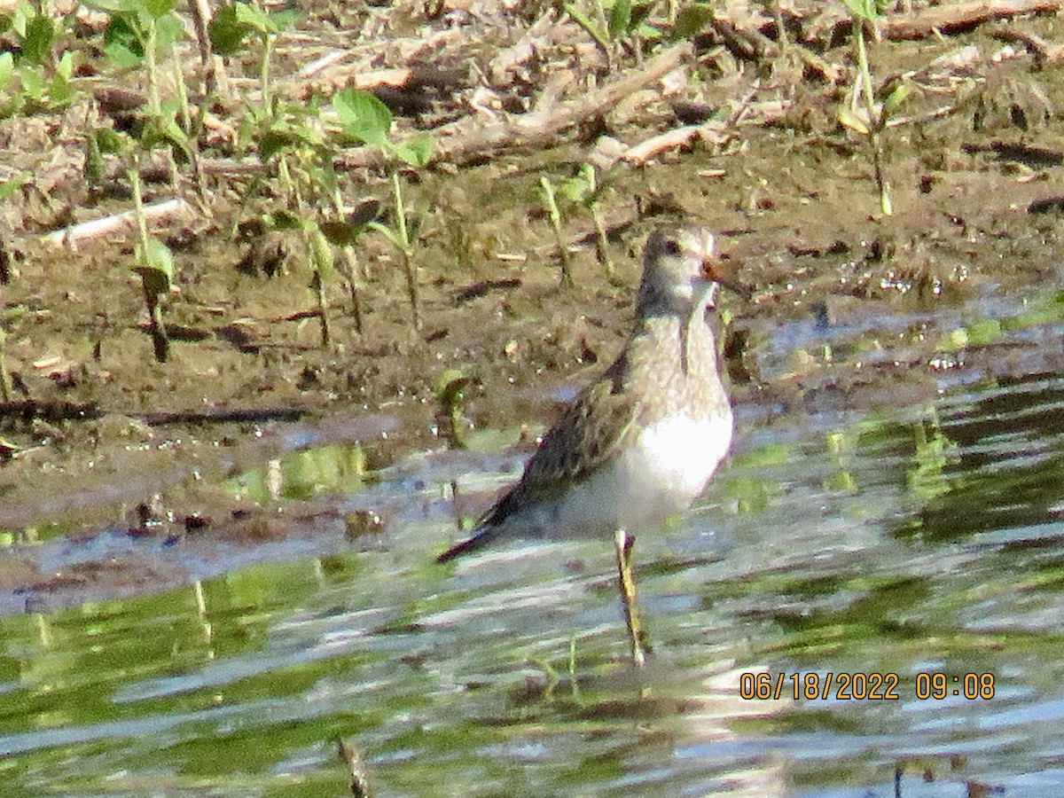 Pectoral Sandpiper - ML460486961