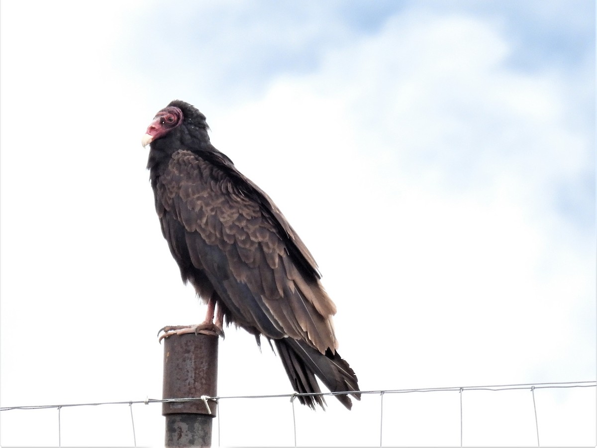 Turkey Vulture - ML460487521