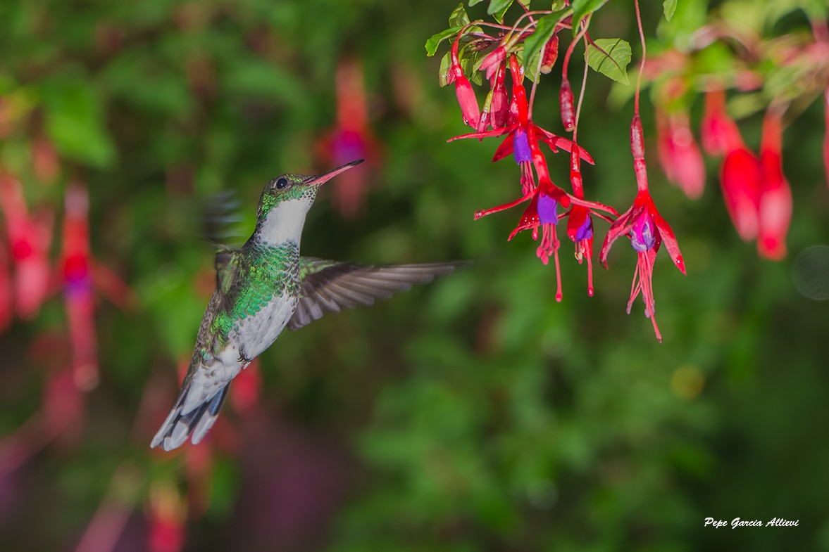 kolibřík límcový - ML46048781
