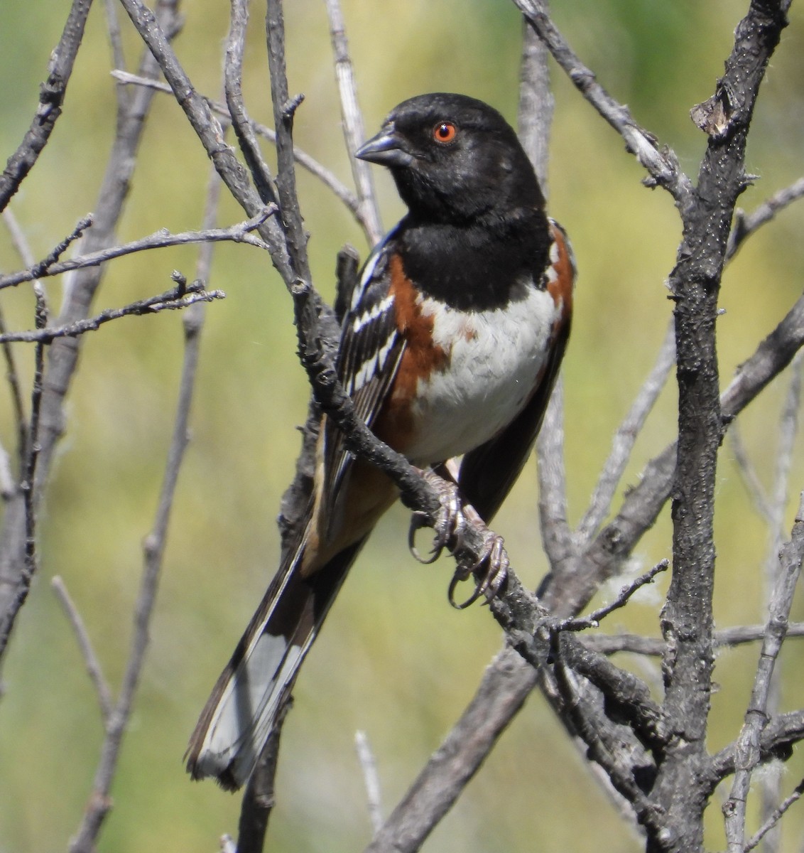 Spotted Towhee - ML460488441