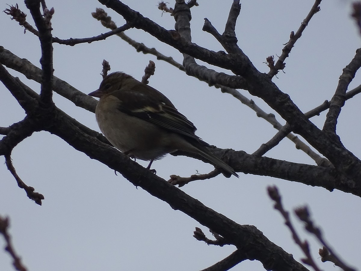 Common Chaffinch - ML460488501