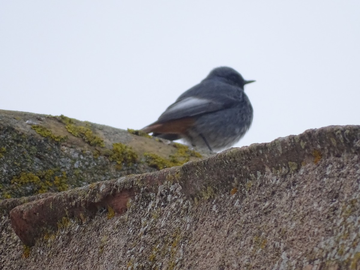 Black Redstart - ML460488611