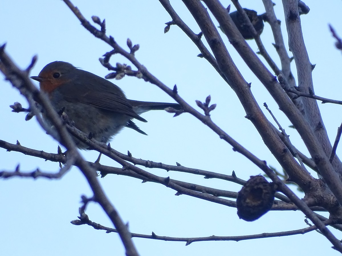 European Robin - ML460488651