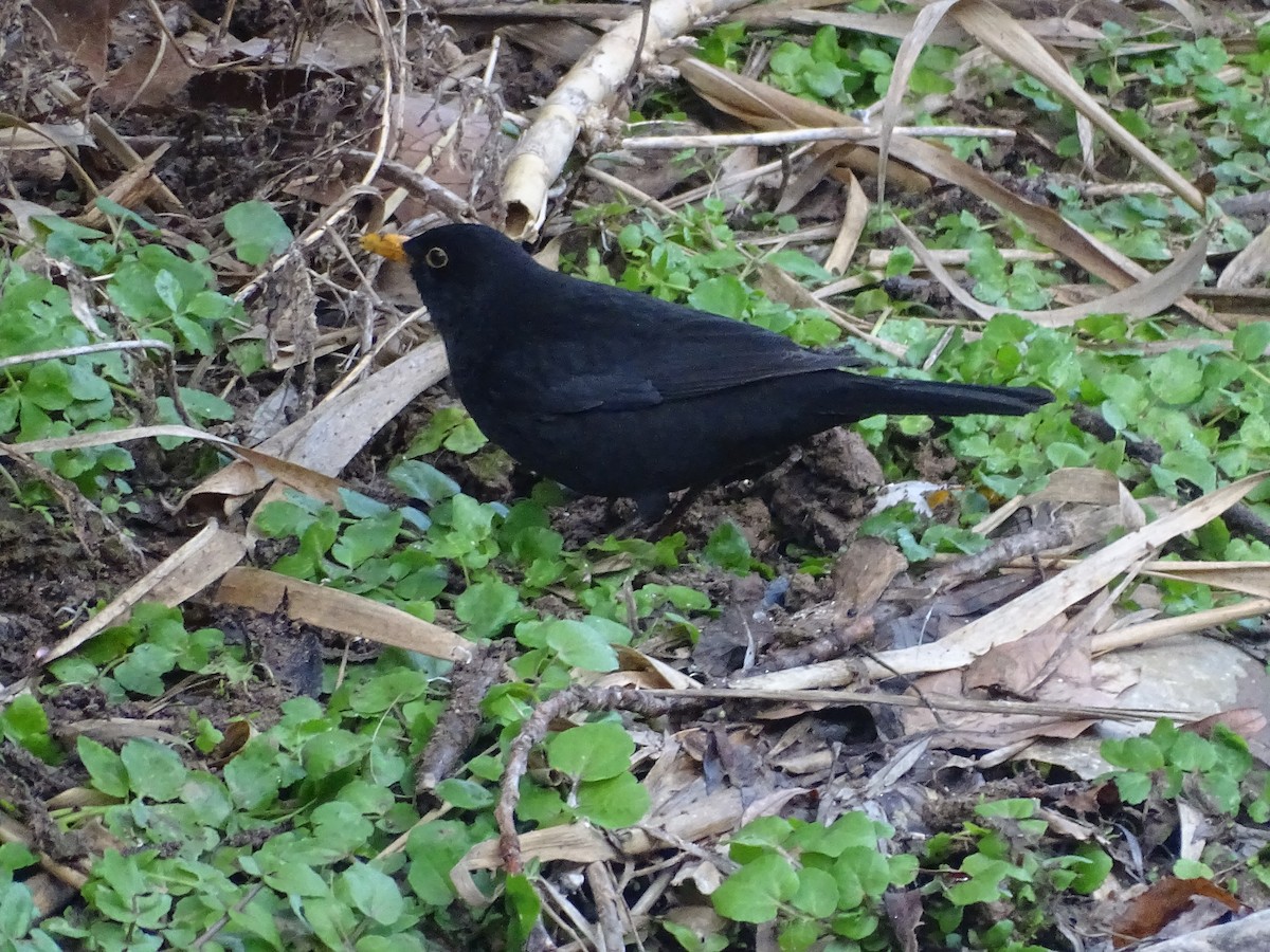 Eurasian Blackbird - ML460488691